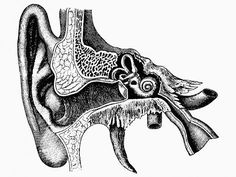 an ear is shown in black and white, vintage line drawing or engraving stock illustration