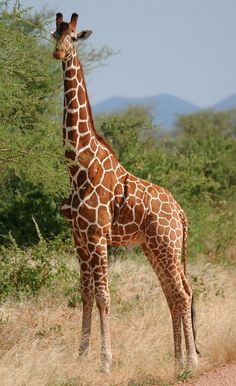 a giraffe standing on the side of a road next to some bushes and trees