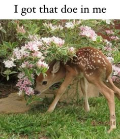 a baby deer is hiding under some flowers