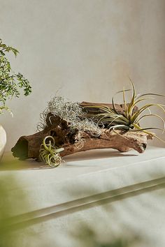 three air plants are sitting on top of a piece of driftwood in front of a white wall