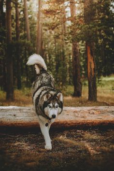 a husky dog is walking in the woods