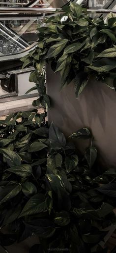 some green plants are growing in a planter on the side of a building near stairs