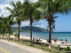 palm trees line the beach as people walk by