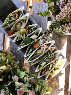 several different types of plants in pots on a table