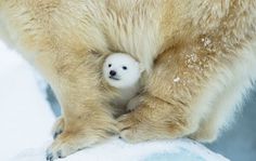 a polar bear with its cub on top of it's back paws in the snow