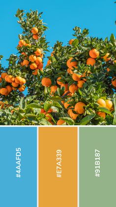 an orange tree with lots of fruit growing on it's branches and the sky in the background