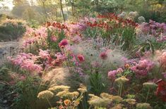 colorful flowers and grasses in a garden at sunset