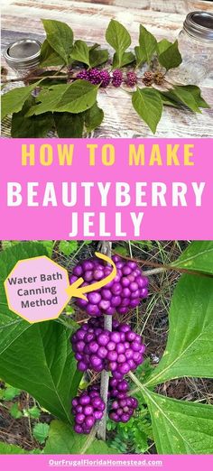 the words how to make beautyberry jelly on top of purple berries and green leaves