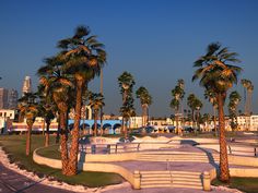 palm trees and benches in the middle of a park