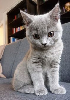 a grey kitten sitting on top of a blue couch