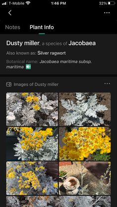 an image of some yellow and white flowers on a cell phone with the caption'dusty miller, silver ragwo '