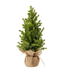 a small evergreen tree is wrapped in burlock