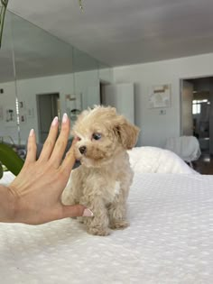 a small dog sitting on top of a bed next to a person's hand