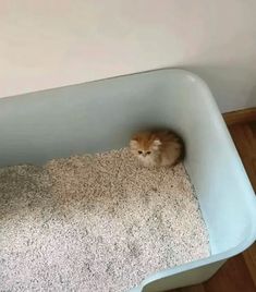 an orange and white cat laying in a blue litter box