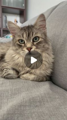 a cat laying on top of a gray couch