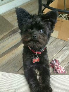 a small black dog sitting on top of a wooden floor