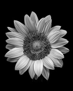 a black and white photo of a sunflower