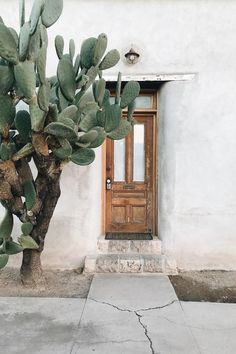 a cactus next to a wooden door on a white stucco building with stone steps and concrete flooring