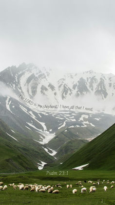 a herd of sheep grazing on a lush green hillside with snow covered mountains in the background