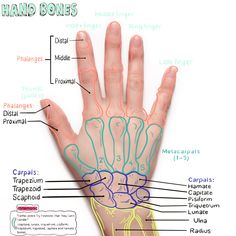 diagram of the hand and wrist bones with labels on each arm, labeled in blue