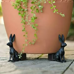 two black rabbits sitting in front of a potted plant