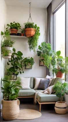 a living room filled with lots of plants and potted plants hanging from the wall