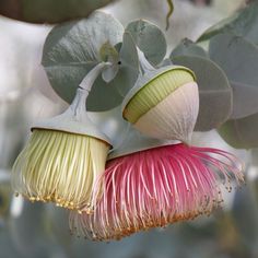 two pink and yellow flowers hanging from a tree