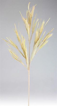 a tall stalk of wheat is shown against a gray background