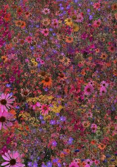 a field full of colorful flowers with lots of purple and pink flowers in the middle