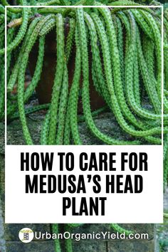 green plants with text overlay how to care for medusa's head plant