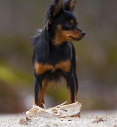 a small black and brown dog standing on top of a sandy beach