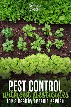 Single image with rows of green vegetables growing in soil. Vegetable Garden Pest Control, Organic Pest Control For Garden, Organic Pesticides For Vegetables, Organic Pesticide For Garden, Natural Pest Control For Garden, Natural Garden Pest Control, Natural Pesticide For Vegetables, Natural Pesticides For Garden, Pesticide Free Gardening