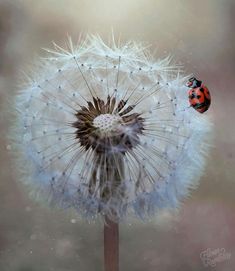 two ladybugs sitting on top of a dandelion