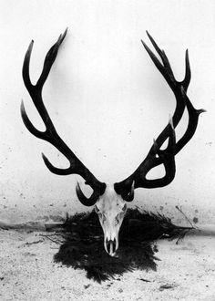 an animal skull with antlers on the ground