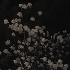 a black and white photo of flowers in the dark