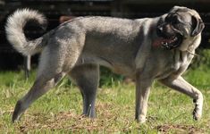 a large gray dog standing on top of a lush green field