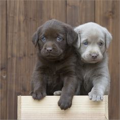 two puppy puppies sitting on top of a wooden crate looking at the camera with blue eyes