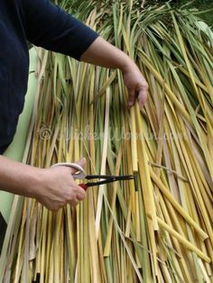 a person cutting up some grass with scissors and straw stalks on the ground next to them