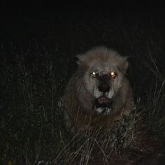 Casper Lion, Big cat, White Lion, Animal, Naturaleza Scary Lion, Wild Lion, Scary Dogs, Scary Animals, Wild Animals Pictures, Hell Yeah, The Ghost, Animals Friends