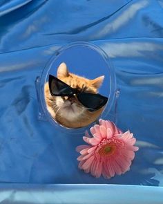 a cat with sunglasses and a pink flower in front of its reflection on a blue tarp