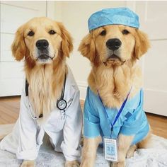 two golden retriever dogs dressed up as doctors sitting next to each other on a rug