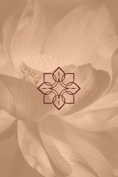 a close up view of a flower with the center petals in brown and white colors