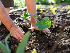 a person is holding a plant in the dirt