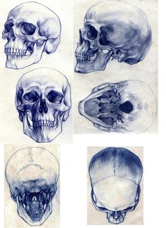 four different types of skulls are shown in this drawing