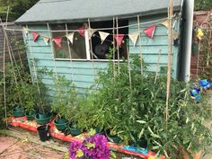 an outdoor garden area with potted plants and flowers in the foreground, next to a blue shed