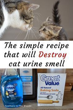 two cats looking at each other with caption that reads, the simple recipe that will destroy cat urine smell