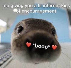 a close up of a dog's nose with the words boop on it