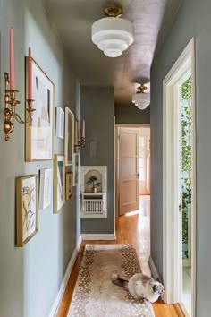 a dog laying on the floor in a hallway with pictures hanging on the wall behind it