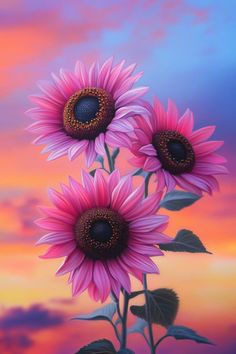 three pink sunflowers in front of a colorful sky