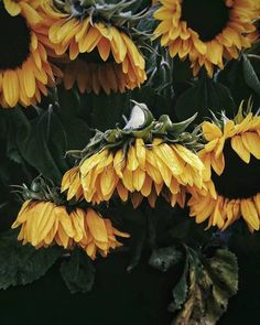 the sunflowers are blooming very bright yellow